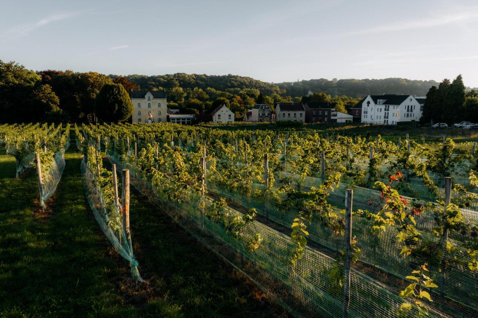Chateau St Gerlach - Oostwegel Collection, Member Of Relais And Chateaux Valkenburg aan de Geul Екстериор снимка Vineyards in the Moselle valley